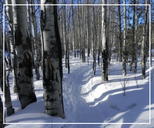 A snowy forest with trees and snow on the ground.