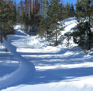 A snowy path through the woods on a sunny day.